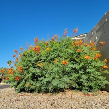 Phoenix, Arizona 'da şehir kaldırımları boyunca kuraklığa dayanıklı Kızıl Cennet Kuşu veya tavus kuşu çiçeği (Caesalpinia pulcherrima) ile Xeriscaping; kopya spac