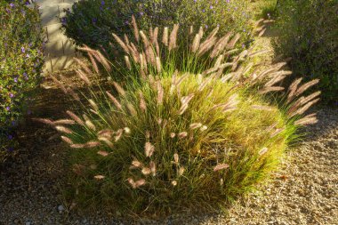 Fountain Grass (Pennisetum setaceum) ve Texas Sage 'in (Leucophyllum Frutescens) Phoenix, Arizon' da çöl stilexeriscaped yol kenarı