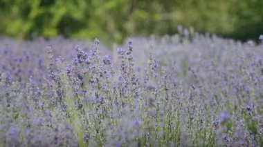 Lavanta tarlasında arılar nektar toplar