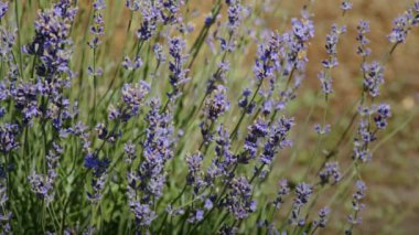 Lavanta tarlasında arılar nektar toplar