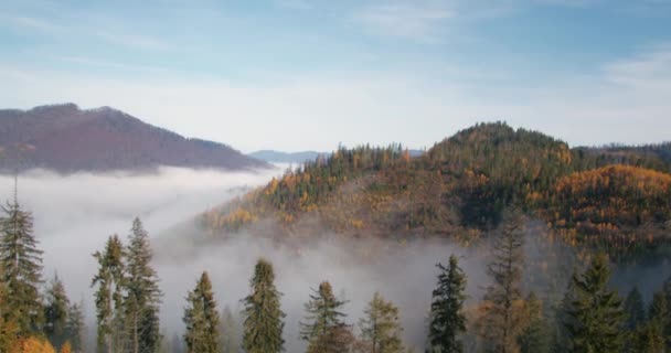 这是一片茂密的常绿云杉林 覆盖着喀尔巴阡山脉白雪覆盖的山丘 冬天的森林里 快速勇敢的滑雪者沿着雪地宽阔的热带地区滑落 空中的Uhd 4K视频 — 图库视频影像