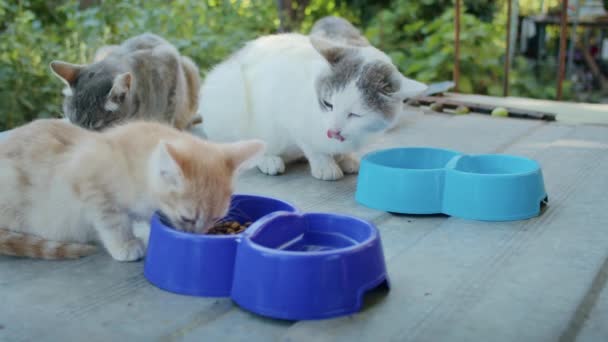 Gatos Domésticos Comen Alimentos Jardín Cuencos Colores — Vídeo de stock