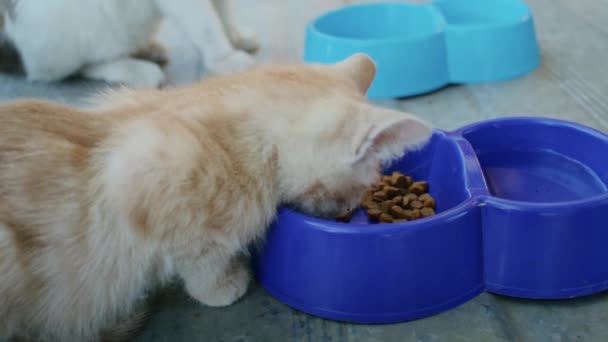 Gatos Domésticos Comen Alimentos Jardín Cuencos Colores — Vídeo de stock