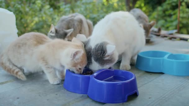 Gatti Domestici Mangiano Cibo Giardino Ciotole Colorate — Video Stock