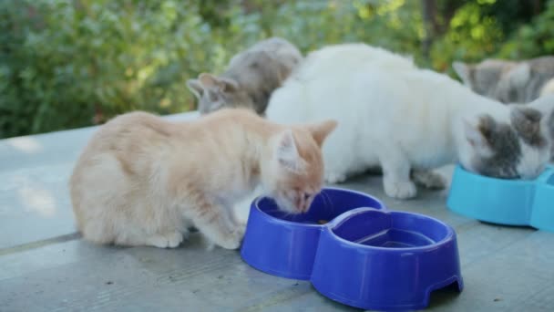 Gatos Domésticos Comer Alimentos Jardim Tigelas Coloridas — Vídeo de Stock