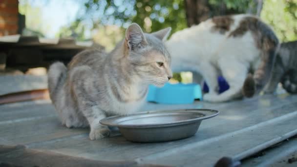 Gatos Domésticos Comer Alimentos Jardim Tigelas Coloridas — Vídeo de Stock