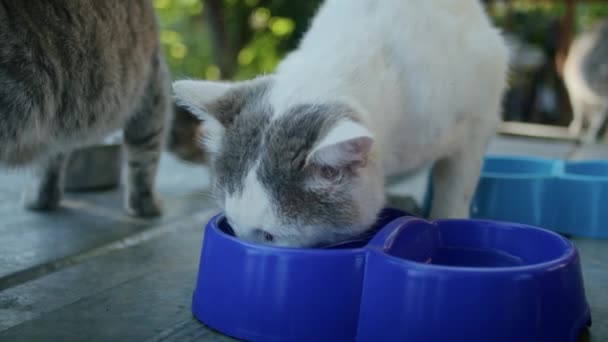 Домашні Кішки Їдять Їжу Саду Різнокольорових Мисок — стокове відео
