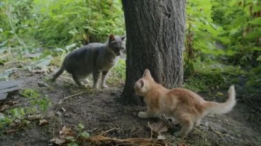 Küçük neşeli kızıl kedi anne kediyle bahçede oynuyor.