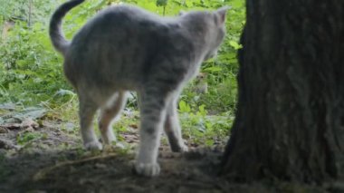 Küçük neşeli kızıl kedi anne kediyle bahçede oynuyor.