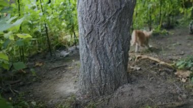 Küçük neşeli kızıl kedi anne kediyle bahçede oynuyor.