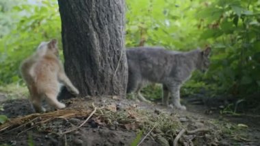 Küçük neşeli kızıl kedi anne kediyle bahçede oynuyor.