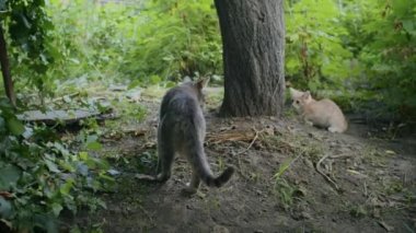 Küçük neşeli kızıl kedi anne kediyle bahçede oynuyor.