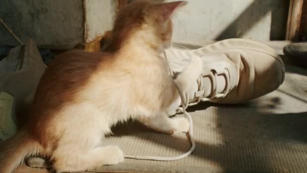 Klein Vrolijk Gember Kitten Speelt Tuin Met Moeder Kat — Stockvideo