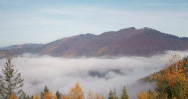 这是一片茂密的常绿云杉林 覆盖着喀尔巴阡山脉白雪覆盖的山丘 冬天的森林里 快速勇敢的滑雪者沿着雪地宽阔的热带地区滑落 空中的Uhd 4K视频 — 图库视频影像