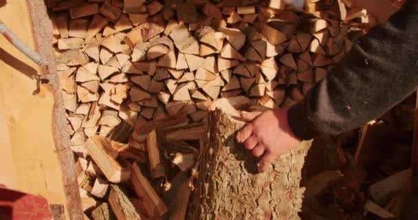 Récolte Bois Chauffage Pour Hiver Homme Adulte Coupant Bois Avec — Video