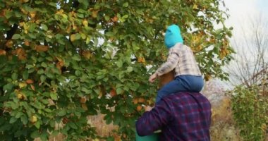 3 yaşındaki bir çocuk bahçede büyükbabasıyla elma toplamaktan mutlu olur, eğlenir, onları bir ağaçtan toplar, bir kovada toplar ya da dedesine verir..