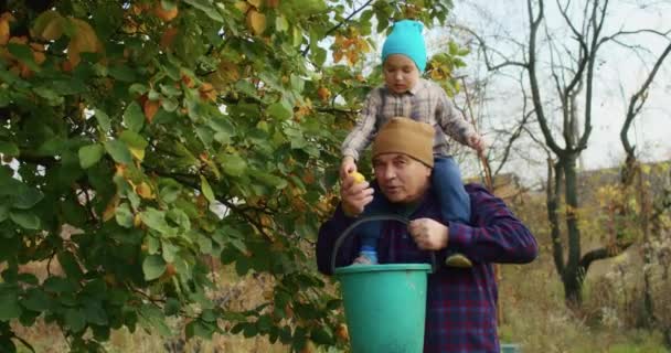 Niño Años Está Feliz Recogiendo Manzanas Con Abuelo Jardín Divierte — Vídeos de Stock