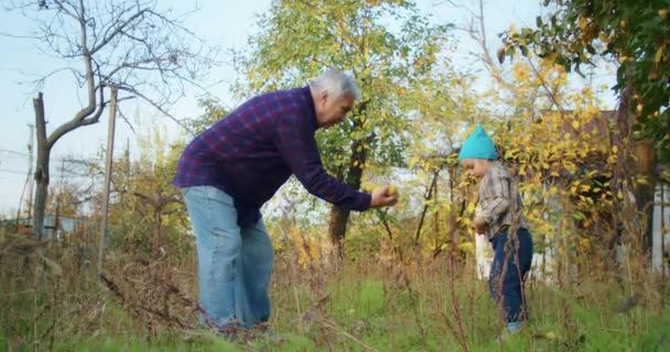 Bambino Anni Felice Raccogliendo Mele Con Nonno Giardino Diverte Raccoglie — Video Stock