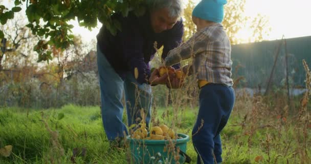 Niño Años Está Feliz Recogiendo Manzanas Con Abuelo Jardín Divierte — Vídeos de Stock