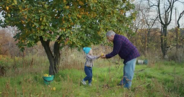 Летний Ребенок Счастлив Собирать Яблоки Дедушкой Саду Веселится Забирает Дерево — стоковое видео