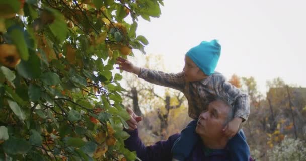 Річна Дитина Щаслива Збирати Яблука Дідусем Саду Він Розважається Піднімає — стокове відео