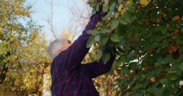 Yaşındaki Bir Çocuk Bahçede Büyükbabasıyla Elma Toplamaktan Mutlu Olur Eğlenir — Stok video