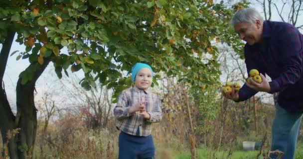 Ein Dreijähriges Kind Pflückt Mit Dem Opa Gerne Äpfel Garten — Stockvideo