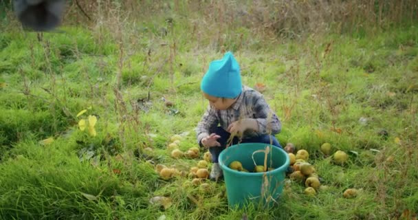Year Old Child Happy Picking Apples Grandpa Garden Has Fun — Stock Video