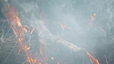 İki savaşçının kanındaki mistik kardeşlik ayini. Rahibe ve şaman infaz sürecini denetliyor.