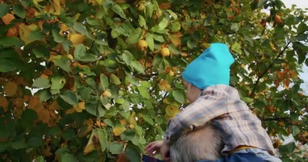 一个3岁的孩子很高兴在花园里和爷爷一起摘苹果 他很开心 在树上捡 在桶里捡 扔到或者送给爷爷 — 图库视频影像