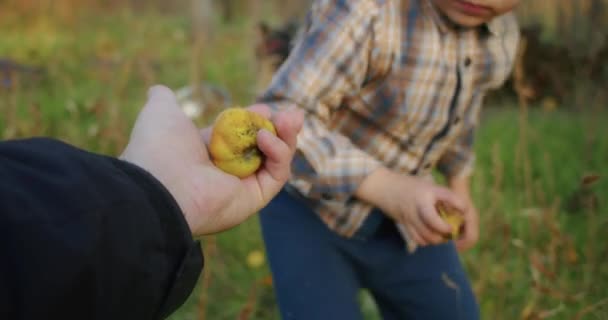 Ett Årigt Barn Plockar Gärna Äpplen Med Morfar Trädgården Han — Stockvideo