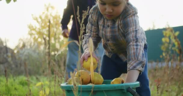 Letnie Dziecko Jest Szczęśliwe Zbierając Jabłka Dziadkiem Ogrodzie Bawi Się — Wideo stockowe