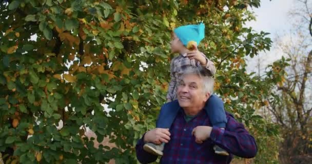 Seorang Anak Berusia Tahun Senang Memetik Apel Dengan Kakek Kebun — Stok Video