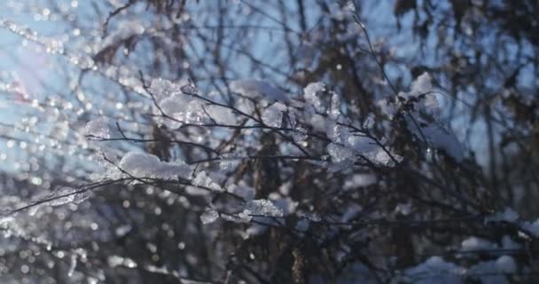 Bayas Rosa Mosqueta Nieve Invierno Ramas Nevadas Arbustos Con Rosa — Vídeos de Stock