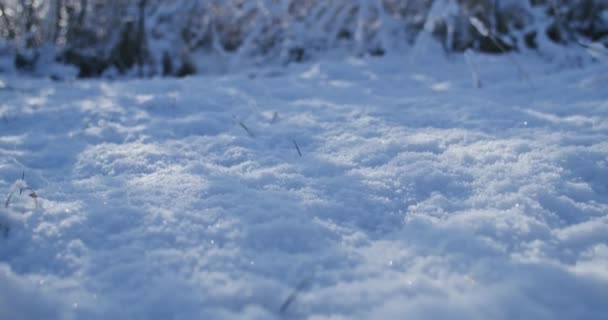 冬の雪の中でベリーを出荷する 冬のバラと太陽のまぶしさを持つ低木の雪の枝 — ストック動画