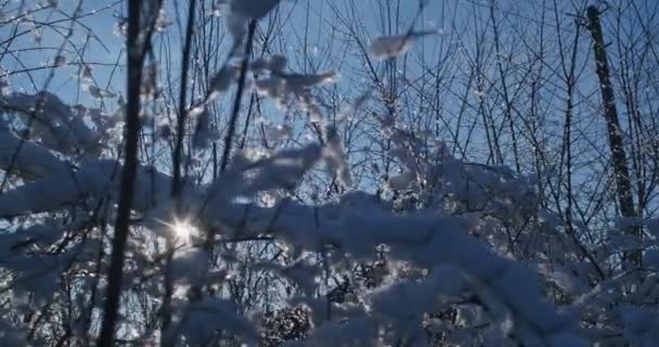 Βατόμουρα Στο Χιόνι Χειμώνα Χιονισμένα Κλαδιά Θάμνων Χειμερινά Ροδοπέταλα Και — Αρχείο Βίντεο