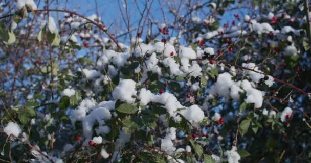 Rosehip Berries Snow Winter Snowy Branches Shrubs Winter Rosehips Solar — Stock Video