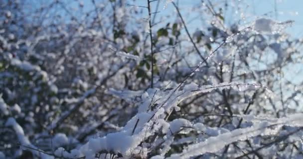Rosehip Bobule Sněhu Zimě Zasněžené Větve Keřů Zimními Růžemi Slunečními — Stock video