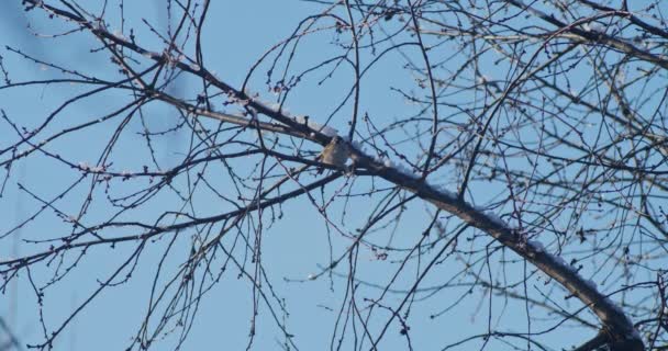 얼어붙은 마리가 서리가 내리는 겨울에 열매들이 나뭇가지에 있습니다 — 비디오