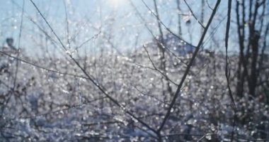 Kışın kar altında gül üzümü. Kış gülleri ve güneş parıltılarıyla dolu karlı çalılar.