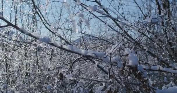 Jagody Róży Śniegu Zimie Śnieżne Gałęzie Krzewów Zimowymi Różami Słonecznym — Wideo stockowe