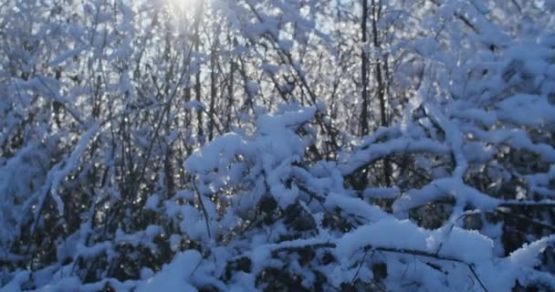 Bagas Rosa Mosqueta Neve Inverno Ramos Nevados Arbustos Com Roseiras — Vídeo de Stock