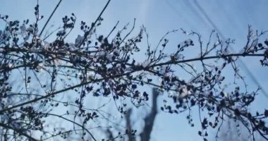 Kışın kar altında gül üzümü. Kış gülleri ve güneş parıltılarıyla dolu karlı çalılar.