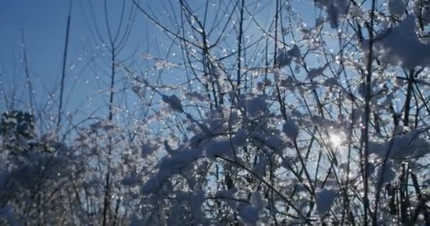 Bayas Rosa Mosqueta Nieve Invierno Ramas Nevadas Arbustos Con Rosa — Vídeos de Stock