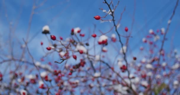 冬雪中的玫瑰浆果 雪白的分枝灌木 有冬季的玫瑰船和太阳光 — 图库视频影像