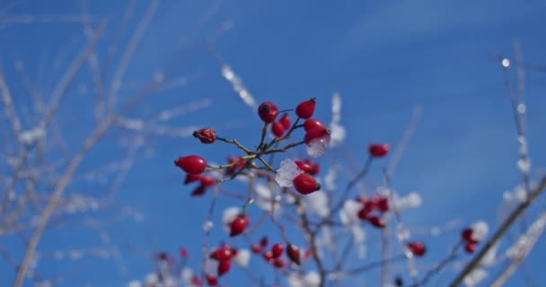 Jagody Róży Śniegu Zimie Śnieżne Gałęzie Krzewów Zimowymi Różami Słonecznym — Wideo stockowe