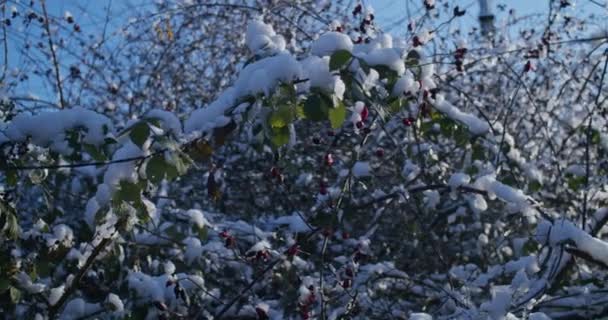 Bacche Rosa Canina Nella Neve Inverno Rami Innevati Arbusti Con — Video Stock