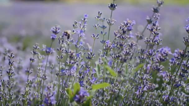 Abeilles Dans Champ Lavande Recueillir Nectar — Video