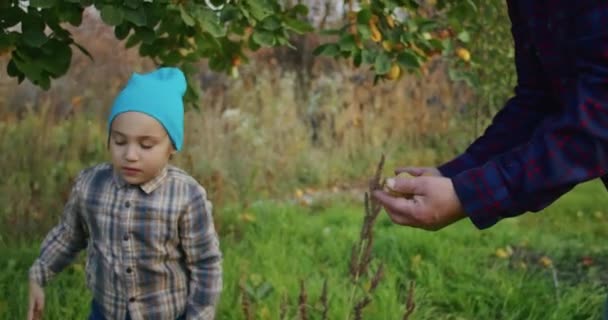 Ett Årigt Barn Plockar Gärna Äpplen Med Morfar Trädgården Han — Stockvideo