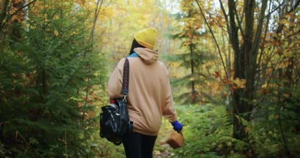 Colhendo Mosca Cogumelos Agáricos Floresta Outono Após Chuva Nas Montanhas — Vídeo de Stock